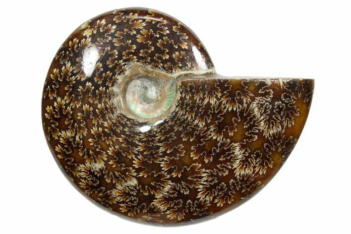 Polished Ammonite (Cleoniceras) Fossil - Madagascar #348502